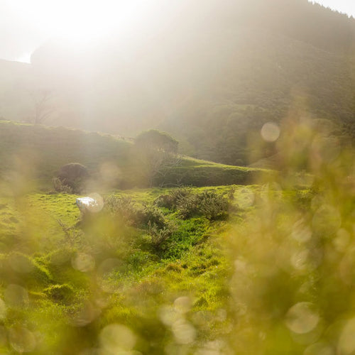 Lush green landscape of New Zealand with bee hives in the background.