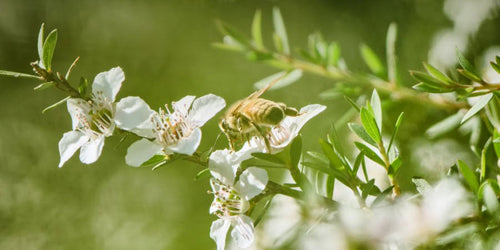 Why Bee Health Is the Future of Wellness