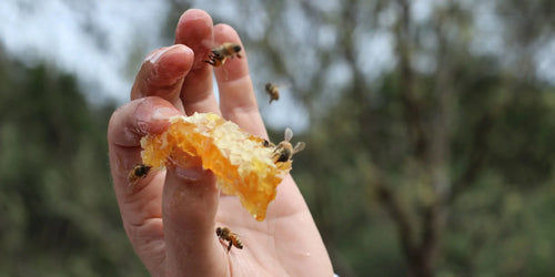 UMF Certifications: Understanding Their Significance for Your Mānuka Honey
