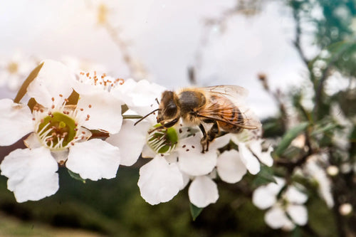 Celebrating New Zealand Mānuka Honey Day